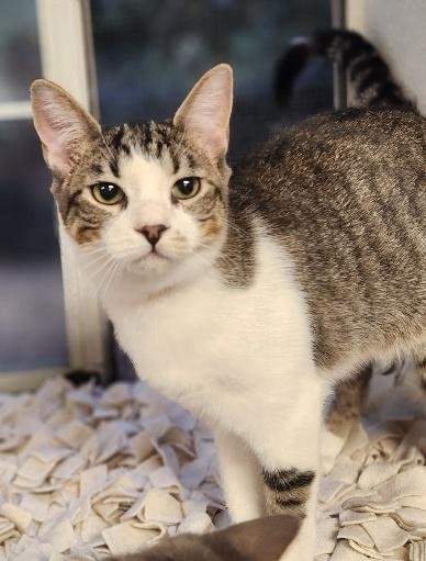 KITTEN 27831 (TAMMY) - Tabby available for adoption