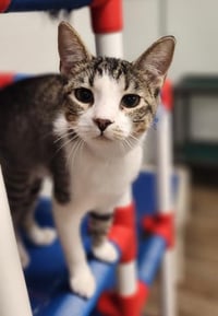 Kitten 27831 (Tammy) - Photo 3