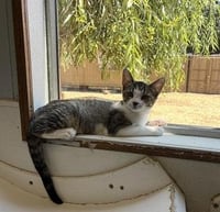 Kitten 27831 (Tammy) - Photo 3