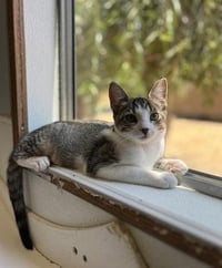 Kitten 27831 (Tammy) - Photo 1