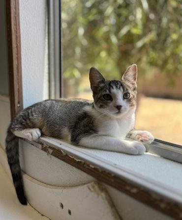 KITTEN 27831 (TAMMY) - Tabby available for adoption