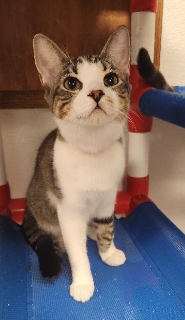 KITTEN 27831 (TAMMY) - Tabby available for adoption