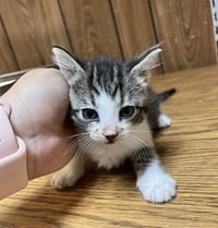 Kitten 27831 (Tammy) - Photo 4