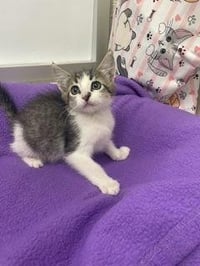 Kitten 28201 (Lexa) - Photo 1