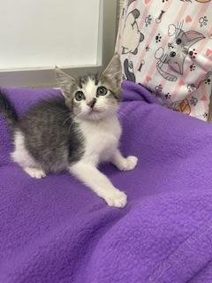 KITTEN 28201 (LEXA) - Tabby available for adoption