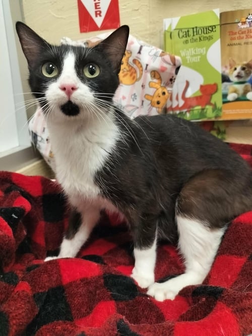 TRINA - Domestic Short Hair available for adoption