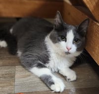 Kitten 28049 (Annie) - Photo 1