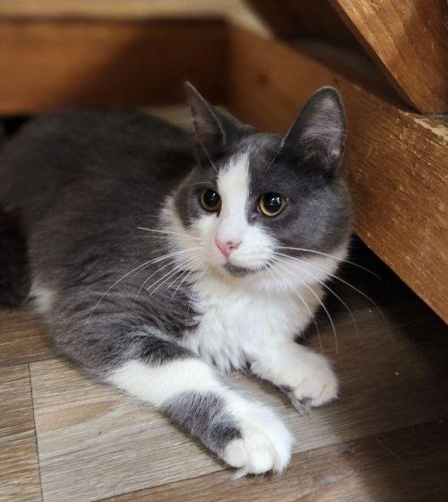 KITTEN 28049 (ANNIE) - Domestic Medium Hair available for adoption