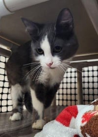 Kitten 28049 (Annie) - Photo 3