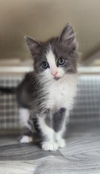 Kitten 28049 (Annie) - Photo 4