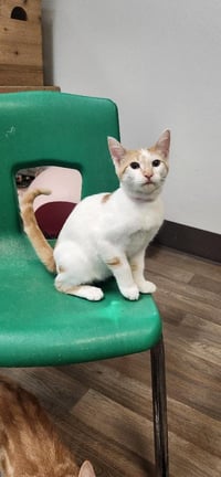 Kitten 27852 (Strudel) - Photo 3