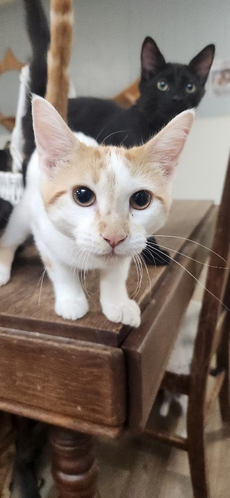 KITTEN 27852 (STRUDEL) - Domestic Short Hair available for adoption