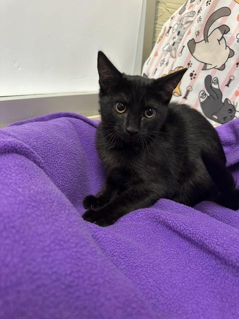 BIANCA - Domestic Short Hair available for adoption