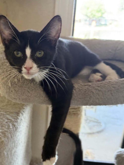 DAFFY - Domestic Short Hair available for adoption