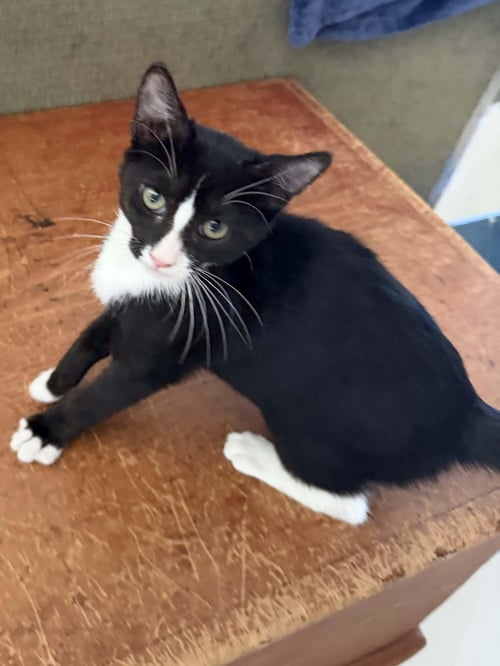 DAFFY - Domestic Short Hair available for adoption