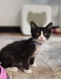Kitten 27771 (Webster) - Photo 1