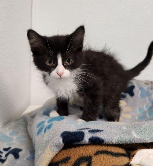 KITTEN 27771 (WEBSTER) - Tuxedo available for adoption