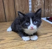 Kitten 27771 (Webster) - Photo 3