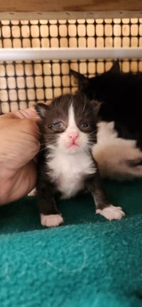 Kitten 27771 (Webster) - Photo 4
