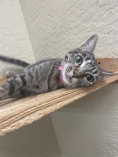 LEAFEON - Tabby available for adoption