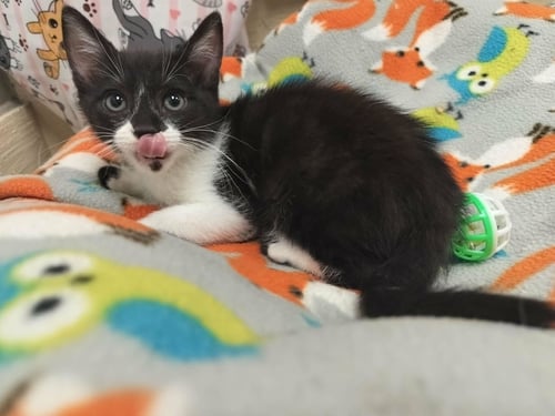 KODA - Domestic Short Hair available for adoption