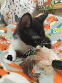 Koda - Photo 3
