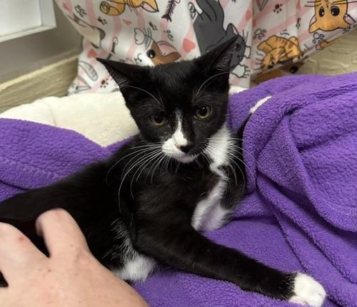 BELLINI - Domestic Short Hair available for adoption
