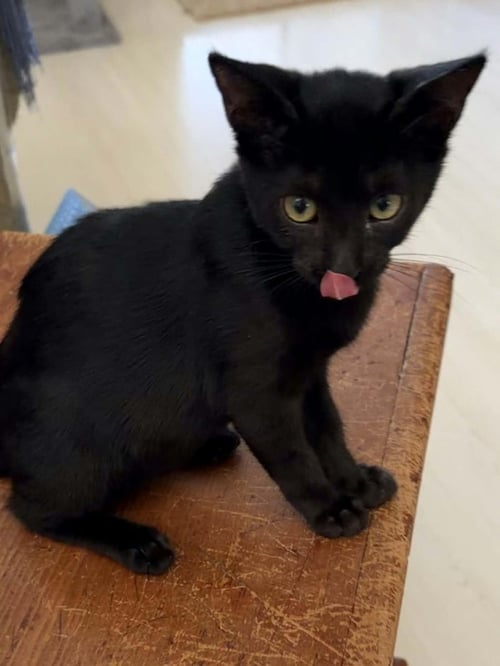 DOLLY - Domestic Short Hair available for adoption