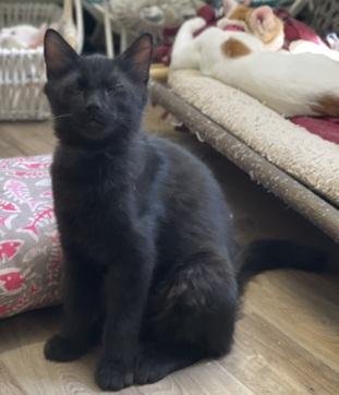 KITTEN 27863(REX)