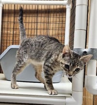 Kitten 27782 (Minnow) - Photo 2