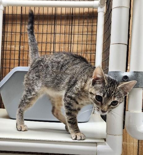 KITTEN 27782 (MINNOW) - Torbie available for adoption