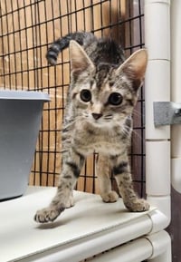 Kitten 27782 (Minnow) - Photo 3