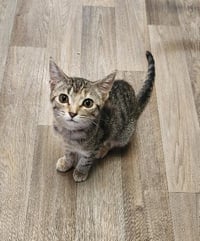 Kitten 27782 (Minnow) - Photo 1
