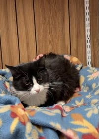 Kitten 27771 (Webster) - Photo 2