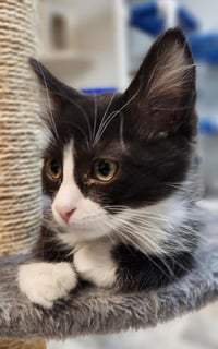 Kitten 27771 (Webster) - Photo 4
