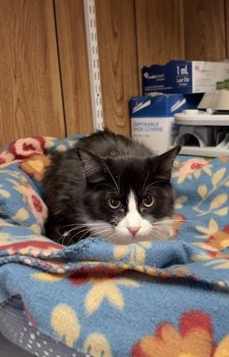 Kitten 27771 (Webster) Image
