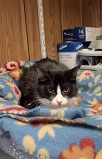 Kitten 27771 (Webster) - Photo 1