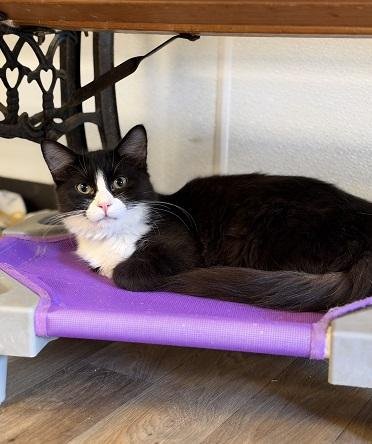 Cat 27771 (Webster) Image