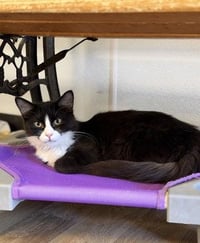 Cat 27771 (Webster) - Photo 2