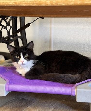 KITTEN 27771 (WEBSTER) - Tuxedo available for adoption