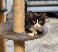 Kitten 27771 (Webster) - Photo 3