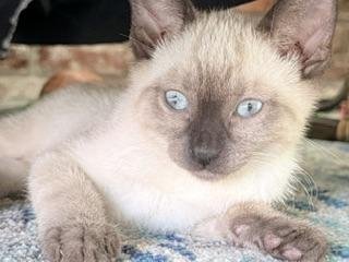 BRICK - Siamese available for adoption