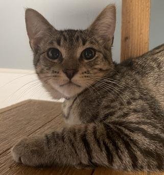 KITTEN 27983(LOU) - Tabby available for adoption