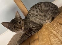 Kitten 27983(Lou) - Photo 4