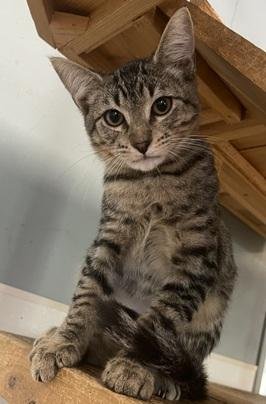 Kitten 27983(Lou) Image