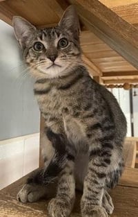 Kitten 27983(Lou) - Photo 3