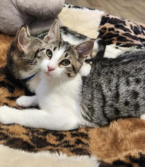 Kitten 28155 (Chandler) Image