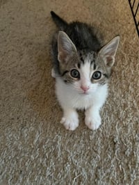 Kitten 28155 (Chandler) - Photo 3