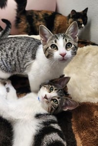 Kitten 28155 (Chandler) - Photo 2