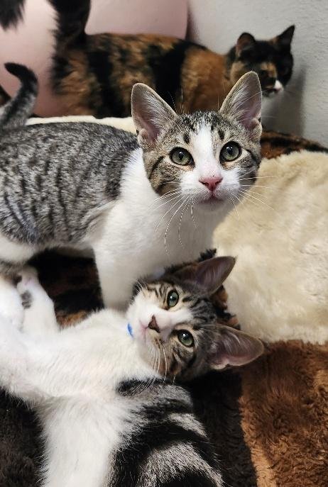 KITTEN 28155 (CHANDLER) - Domestic Short Hair available for adoption